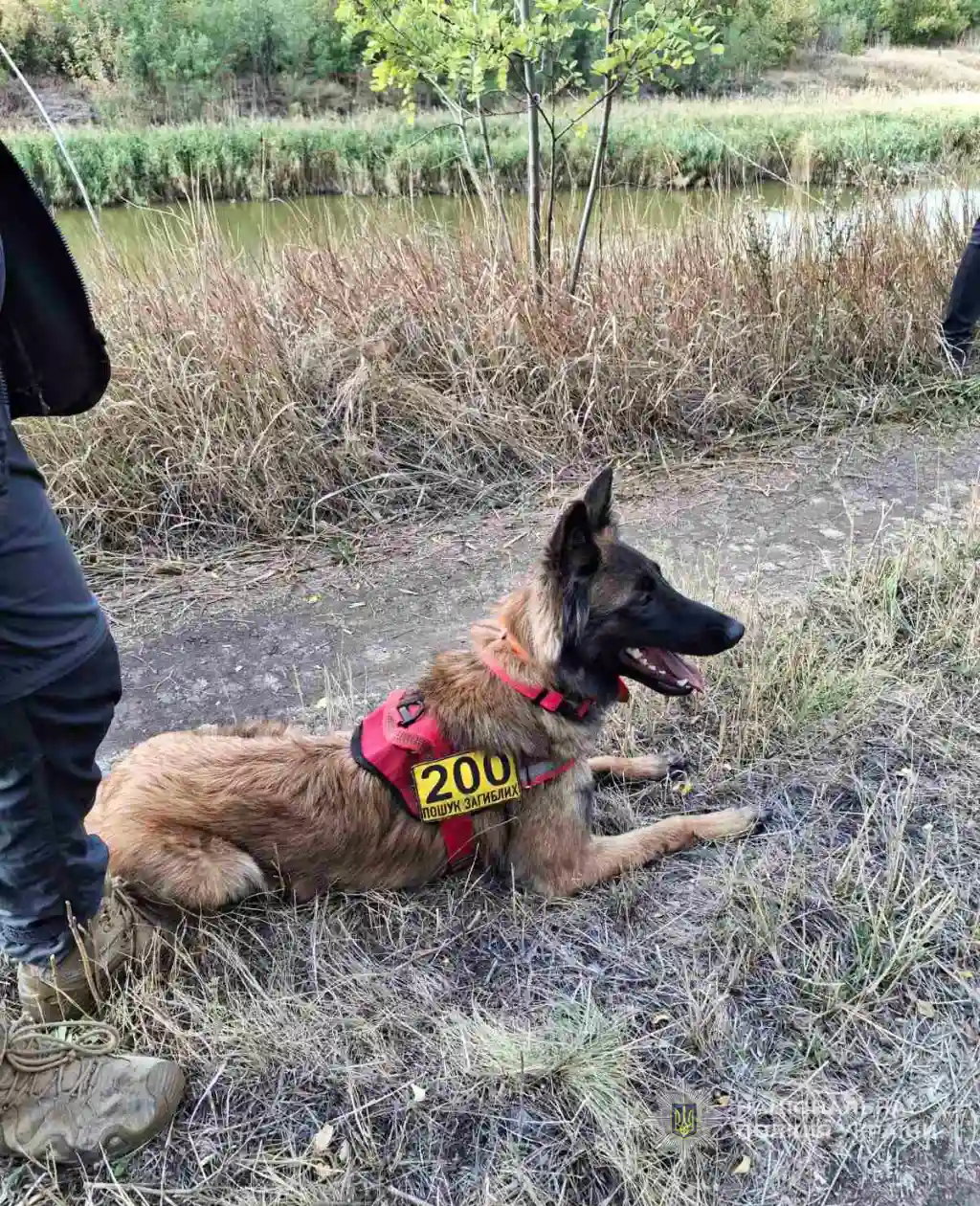Павлоградські кінологи допомогли знайти зниклого чоловіка на Запоріжжі