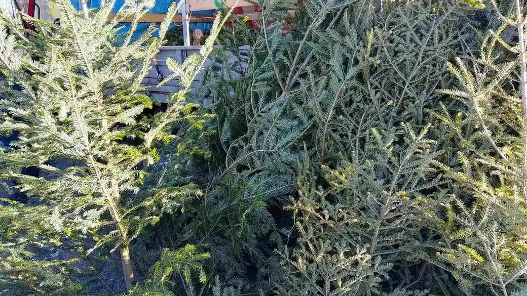 У Львові під час перевірок зафіксували продаж новорічних ялинок без дозвільних документів