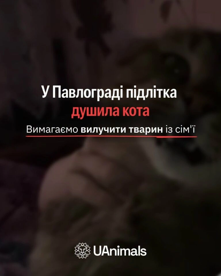 Поліція Павлограда розслідує знущання над котом