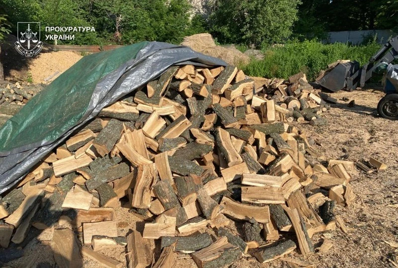 На Дніпропетровщині викрили масштабну схему незаконної вирубки лісосмуг